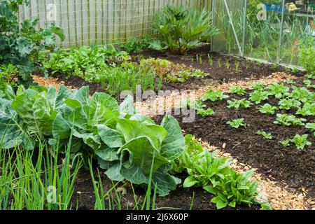 Un giardino vegetale di stile di no-dig in primavera dove compost è sparso sulla superficie di suolo come un pacciame e processi naturali sono permessi per effettuare la coltura. Foto Stock