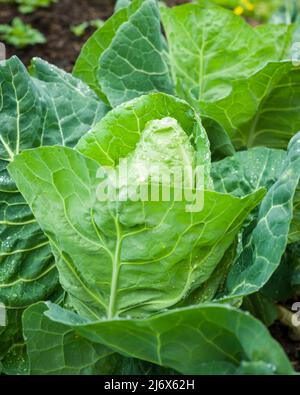 Wheelers cavolo imperiale che cresce in un giardino vegetale in stile no-dig in primavera. Foto Stock