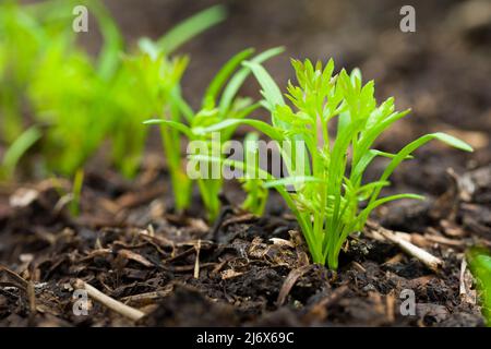 Carota Resistafly F1 piantine che crescono in un giardino vegetale in stile no-dig in primavera. Foto Stock