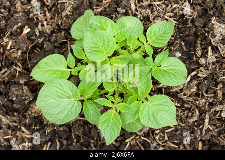 Giovane Charlotte seconda pianta di patata iniziale che cresce in un giardino vegetale di stile no-dig in primavera. Foto Stock