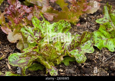 Un giovane burro appariscente pianta della lattuga di quercia che cresce in un giardino vegetale in stile no-dig in primavera. Foto Stock