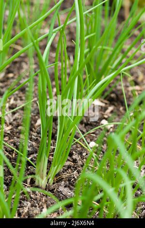 Cipolline giovani multi-seminate che crescono in un orto in stile no-dig in primavera. Foto Stock