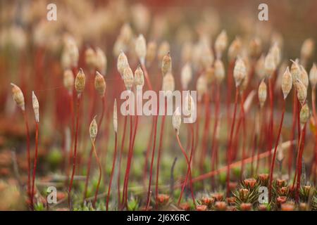 Macro di muschio giovane. Microsworld di muschio forestale. Foto Stock