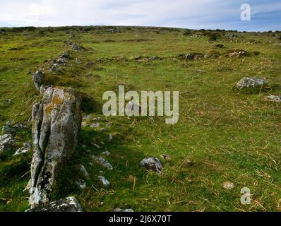 View NNW of Foale's Arrishes Bronze Age Settlement & Field System se of Pil Tor, Dartmoor, Devon, England, UK: Campi 'coassiali' rettangolari terrazzati. Foto Stock