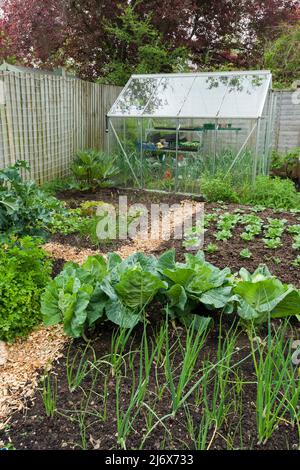 Un giardino vegetale di stile di no-dig in primavera dove compost è sparso sulla superficie di suolo come un pacciame e processi naturali sono permessi per effettuare la coltura. Foto Stock