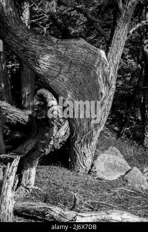 Point Lobos si trova proprio sotto la città di Carmel, sulla costa della California. Accessibile dall'autostrada 1. Foto Stock