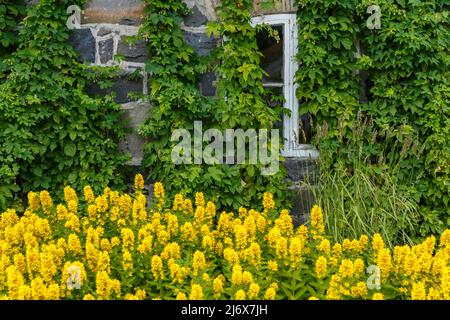 La facciata della casa è immersa nel verde e fiori gialli, le finestre bianche della casa, scena rurale Foto Stock