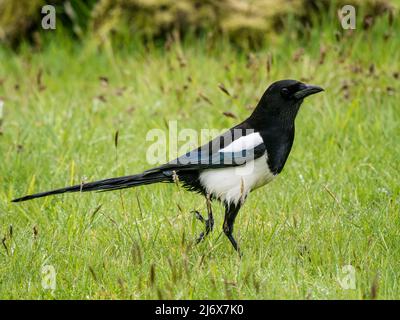 Magpie foraging in primavera nel Galles centrale Foto Stock