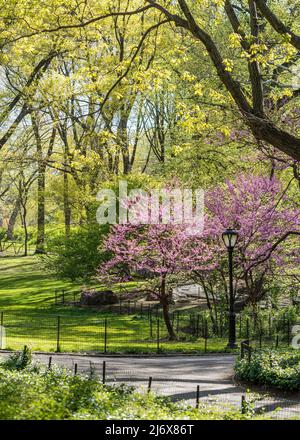 Central Park, New York, New York Foto Stock