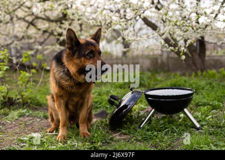 Barbecue grill si trova in un prato tra l'erba verde. Picnic nella natura. Cane nelle vicinanze Foto Stock