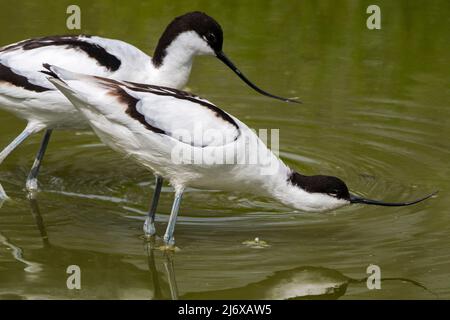 Pied avocet (Recurvirostra avosetta) femmina abbassando la testa e tendendola bassa sopra l'acqua come parte del rituale di accoppiamento in stagno in primavera Foto Stock