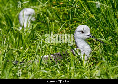 Due palafitte ad ali nere (Himantopus himantopus) che riposano in erba alta di prato / prateria in primavera Foto Stock