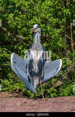 Abbronzarsi / crogiolarsi airone grigio (Ardea cinerea) in posizione delta-wing di fronte al sole Foto Stock