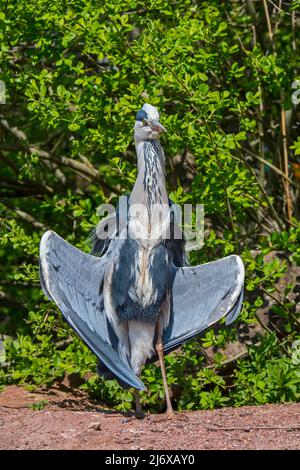 Abbronzarsi / crogiolarsi airone grigio (Ardea cinerea) in posizione delta-wing di fronte al sole Foto Stock