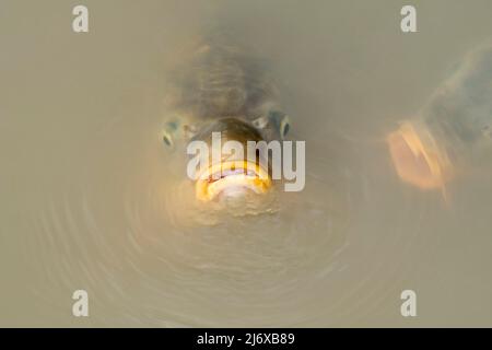 Due carpe eurasiatica / carpe europee / carpe comune (Cyprinus carpio) respirazione e la superficie per il cibo in stagno Foto Stock