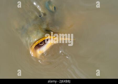 Carpa eurasiatica / carpa europea / carpa comune (Cyprinus carpio) respirando e di superficie con grande bocca aperta per il cibo in stagno Foto Stock
