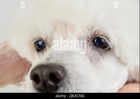 Occhi di bianco cuccioli cane vista ravvicinata. Colpo di testa di cane Foto Stock