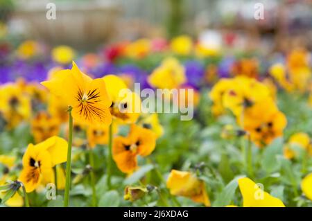 I pannelli gialli luminosi (Viola tricolor) si distinguono su uno sfondo dai colori vivaci e delicati delle piante da letto in fiore al centro del giardino. Foto Stock