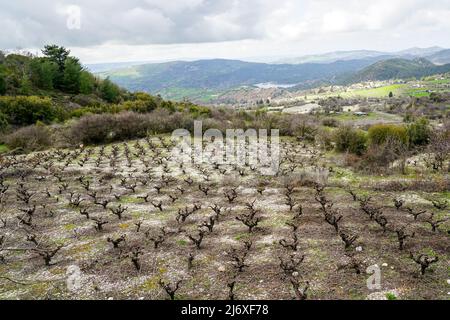 Tradizionale Cipro paesaggio di montagna con campo coltivato di vecchia vite in prima stagione Foto Stock