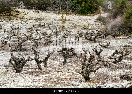 Tradizionale Cipro paesaggio di montagna con campo coltivato di vecchia vite in prima stagione Foto Stock