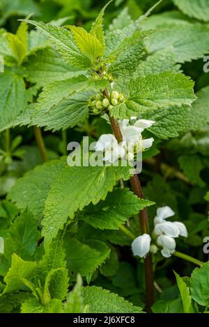 Primo piano della nortica morta bianca (album Lamium) che può essere predata per la cucina, Scozia, Regno Unito Foto Stock