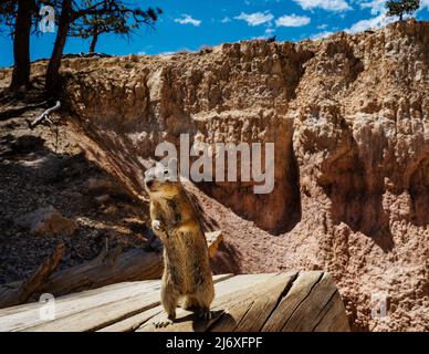 Scoiattolo lungo il Navajo Loop Trail, il Bryce Canyon National Park, Utah Foto Stock