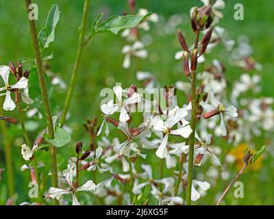 Razzo fiorito, Eruca vesicaria, primo piano Foto Stock