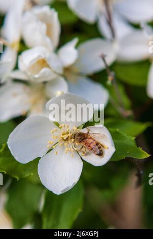 Un'ape occidentale (Apis mellifera) raccoglie il polline da un fiore arancione di Mock (Philadelphus lewisii) in una giornata di sole in un giardino del Pacifico nord-occidentale. Foto Stock