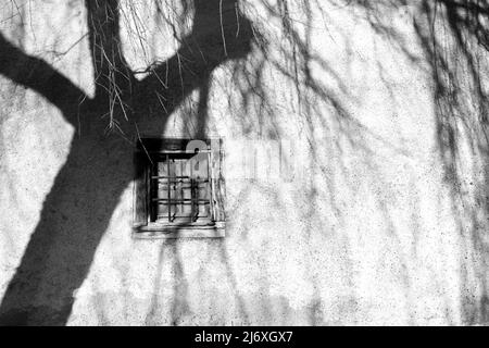 Ombre da alberi di salice che cadono sulla parete esterna di un edificio chiuso - bianco e nero Foto Stock