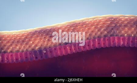 Struttura cutanea umana. La pelle è l'organo più grande del corpo. L'epidermide funge da barriera protettiva contro gli agenti patogeni Foto Stock