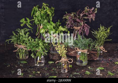 Vasetti con mazzi di erbe verdi fresche del giardino organico poggiano sul tavolo su uno sfondo scuro. Cucina ancora vita. Foto Stock