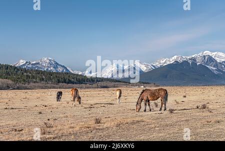 I cavalli pascolano in un pascolo ai piedi delle Montagne Rocciose situate nella riserva indiana di Stoney, Alberta, Canada Foto Stock
