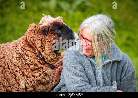 Pecore e contadini carini, animali da compagnia, all'aperto in natura. Foto Stock