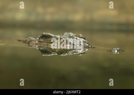 Gavial - Gavialis gangeticus - Ritratto di una testa riflessa in acqua. Foto Stock