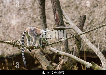 Un lemure ha il suo cucciolo sulla schiena e corre attraverso un campo verde. Foto Stock