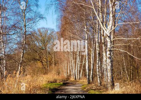 Paesaggio soleggiato primaverile di paludi sul fiume Czarna e riserva naturale di Wilcze Doly con alberi di betulla d'Argento nel villaggio di Zabieniec vicino Varsavia a Maz Foto Stock