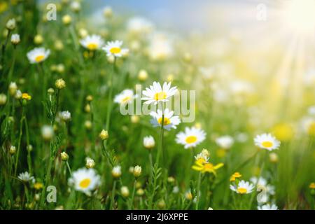 Camomilla campo fiori confine. Sfondo estivo. Bella scena natura con camomille medico fiorente in luce solare. Fiori estivi. Bellissima Foto Stock