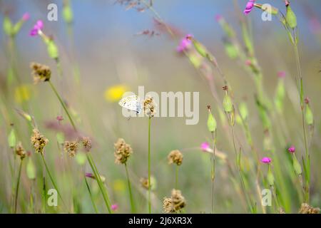 Bellissimi fiori rosa selvaggi, piselli selvatici viola, farfalla al mattino torba nella natura macro close-up. Formato orizzontale ampio, spazio di copia. Delizioso Foto Stock