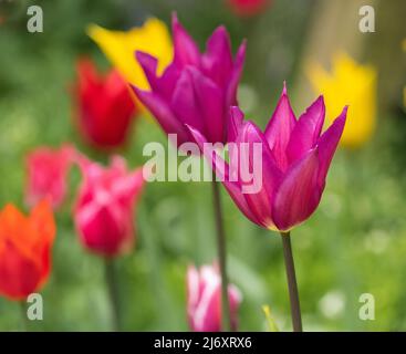 Tulipa "Purple Dream" si apre sotto il sole primaverile. Foto Stock