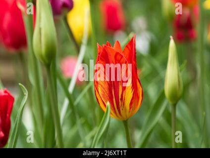 Tulipani di giglio rosso con strisce gialle. Questi sono tulipani infettati da un virus, e sono noti come tulipani rotti dove un singolo colore è rotto da un altro. Foto Stock