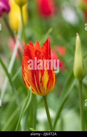 Tulipani di giglio rosso con strisce gialle. Questi sono tulipani infettati da un virus, e sono noti come tulipani rotti dove un singolo colore è rotto da un altro. Foto Stock