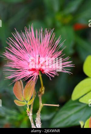 Primo piano di rosa polvere soffio fiore (Calliandra) Foto Stock