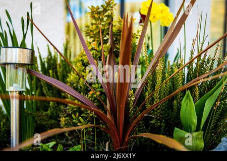 Cordyline e altre piante in vaso con luce solare, Highlands scozzesi, Scozia, West Coast, Argyle, Regno Unito Foto Stock