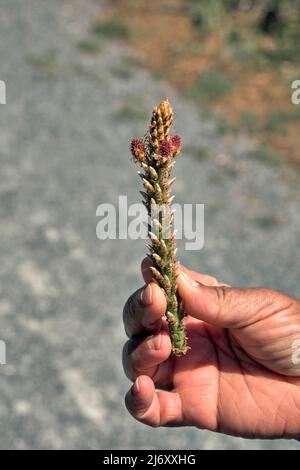 Una persona mostra le parti riproduttive di un pino in primavera tardi. Foto Stock