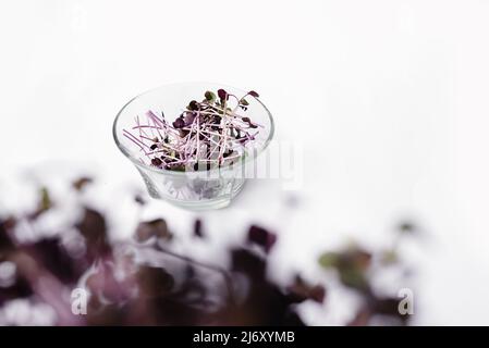 Germogli di rafano Microgreen con fuoco selettivo morbido in una piastra trasparente su sfondo bianco. Foglie verdi e steli viola. Germinazione di semi a casa per una dieta sana. Spazio copia. Foto Stock