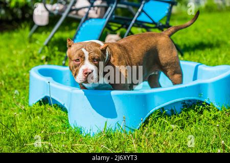 Il cane Bully americano sta nuotando in piscina Foto Stock