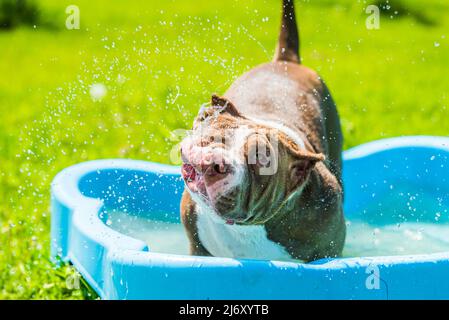 Il cane Bully americano sta nuotando in piscina Foto Stock