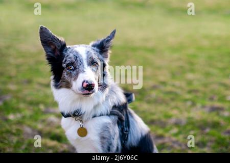 Un cane divertente mongrel in bianco e nero con un lungo cappotto su una passeggiata in primavera. Foto Stock