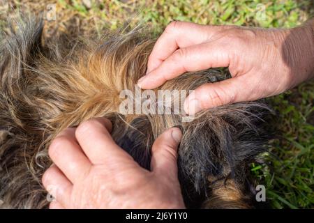 gli acari sono parassiti sulla pelle di un cane con capelli spessi. Le mani dell'uomo fanno la parte dei capelli al garrese, dove le zecche si sono bloccate. Foto Stock