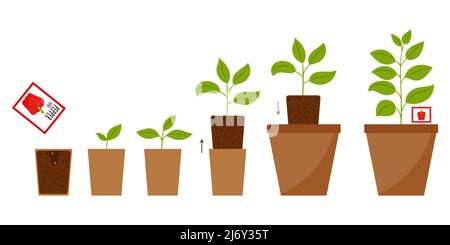 Illustrazione passo-per-passo da piantare semi ad una pianta adulta in un vaso di fiori. Lo schema di pianta cambiante da germoglio a crescita piena. PPP crescente Illustrazione Vettoriale